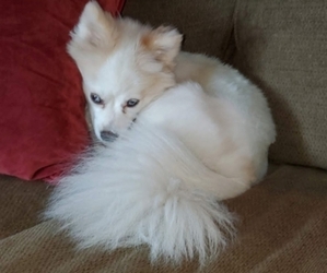 Mother of the Pomeranian puppies born on 02/28/2025