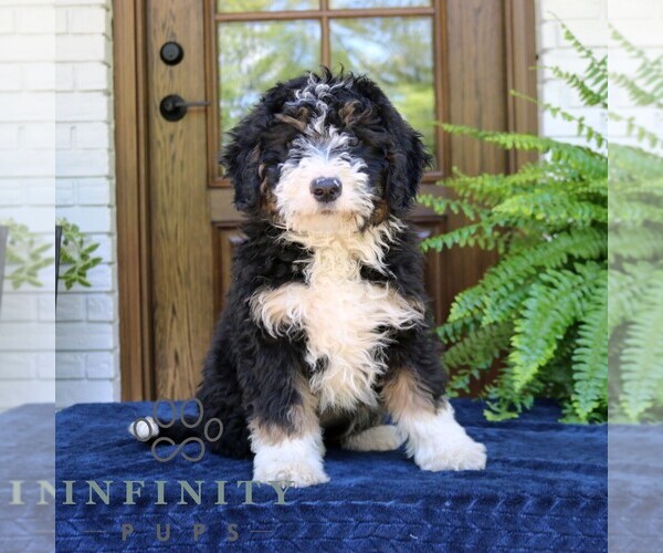 Medium Photo #2 Bernedoodle (Miniature) Puppy For Sale in NARVON, PA, USA