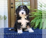 Small #1 Bernedoodle (Miniature)