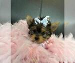 Small #2 Yorkshire Terrier