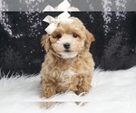 Small Maltipoo