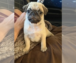 Pug Puppy for sale in DENTON, TX, USA