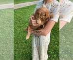 Small #7 Golden Retriever