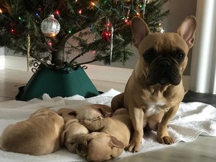 Mother of the French Bulldog puppies born on 11/24/2018