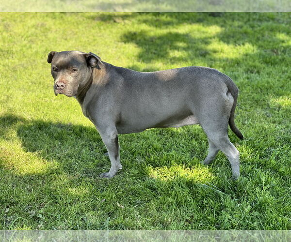 Medium Photo #3 American Pit Bull Terrier Puppy For Sale in Berkeley, CA, USA