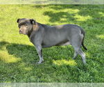Small #2 American Pit Bull Terrier