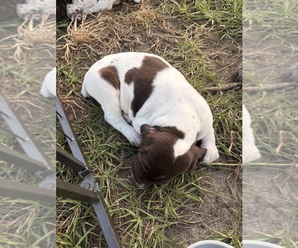 Medium Photo #13 German Shorthaired Pointer Puppy For Sale in CAMDEN, SC, USA