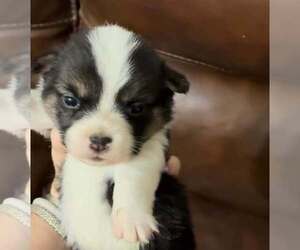 Pembroke Welsh Corgi Puppy for sale in SNOOK, TX, USA