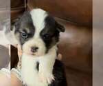 Small Pembroke Welsh Corgi