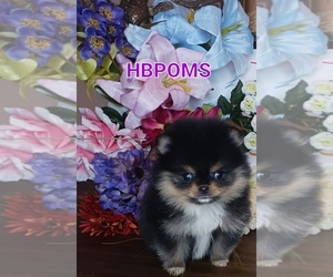 Pomeranian Puppy for sale in BEVERLY HILLS, CA, USA