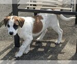 Small Photo #2 Mutt Puppy For Sale in Germantown, OH, USA