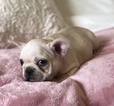Small Photo #19 French Bulldog Puppy For Sale in CHARLESTON, SC, USA