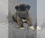 Small #2 Akita
