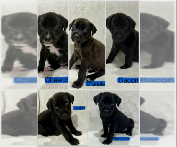 Medium Photo #5 Labrador Retriever-Unknown Mix Puppy For Sale in SHERBURNE, NY, USA