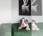 Small Photo #13 English Bulldog Puppy For Sale in RIVERSIDE, CA, USA
