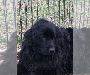 Mother of the Newfoundland puppies born on 12/12/2020