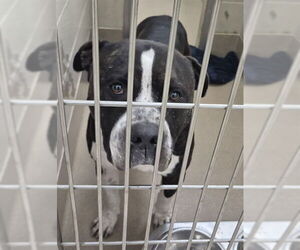 Mutt Dogs for adoption in Decatur, IL, USA