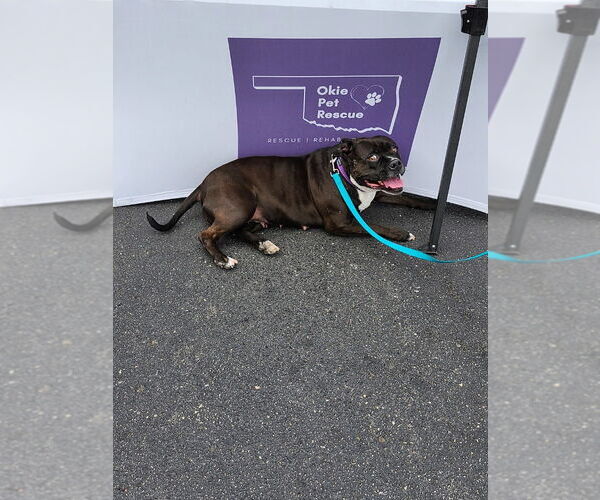 Medium Photo #2 American Staffordshire Terrier Puppy For Sale in Claremore, OK, USA