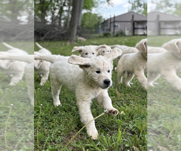 Medium Photo #7 English Cream Golden Retriever Puppy For Sale in WHITE HOUSE, TN, USA