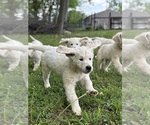 Small #6 English Cream Golden Retriever