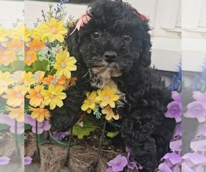 Poodle (Toy) Puppy for sale in INDIANAPOLIS, IN, USA