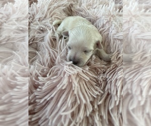 Maltese Puppy for sale in SAN ANTONIO, TX, USA