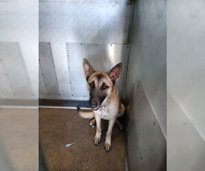 Mutt Dogs for adoption in San Bernardino, CA, USA