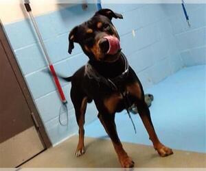 Rottweiler-Unknown Mix Dogs for adoption in Moreno Valley, CA, USA