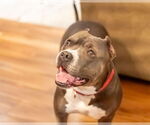 Small #21 American Pit Bull Terrier Mix