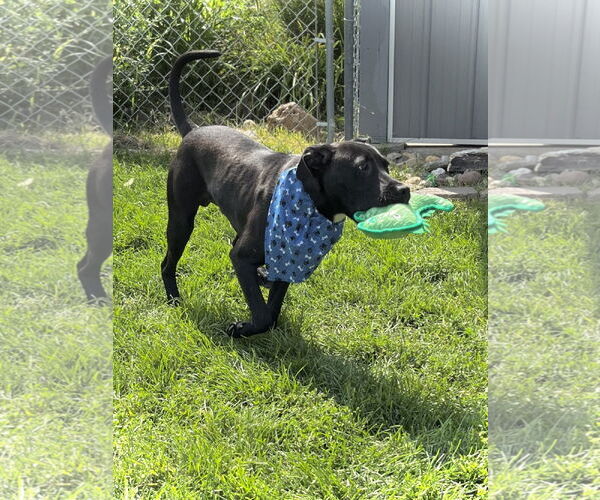 Medium Photo #3 American Pit Bull Terrier-Labrador Retriever Mix Puppy For Sale in Estherville, IA, USA