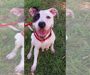Medium American Staffordshire Terrier