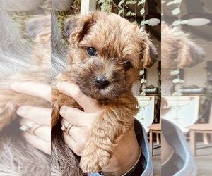 Poocan Puppy for sale in FAIR OAKS, CA, USA