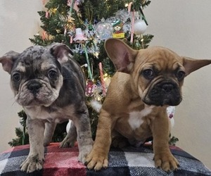 French Bulldog Puppy for sale in HURLBURT FIELD, FL, USA