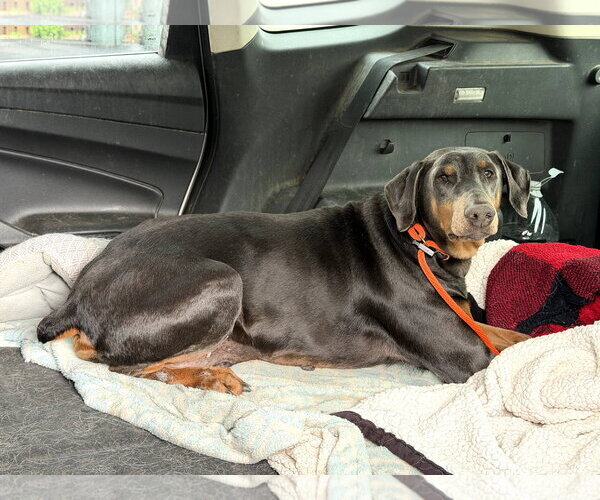Medium Photo #11 Doberman Pinscher Puppy For Sale in Buffalo, MN, USA