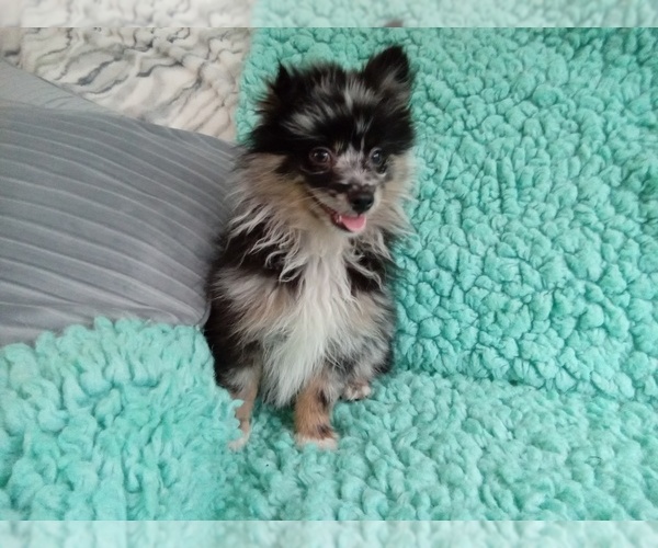 Medium Photo #1 Pomeranian Puppy For Sale in LAUREL, MS, USA