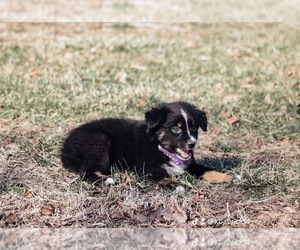 Australian Shepherd Dog for Adoption in ELNORA, Indiana USA