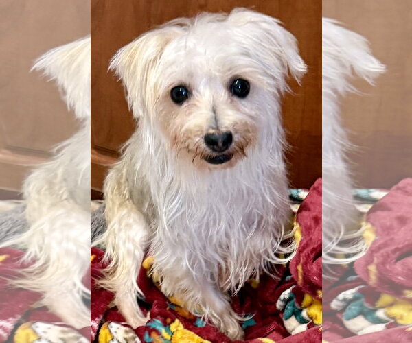 Medium Photo #3 Mutt Puppy For Sale in Boca Raton, FL, USA