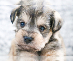 Small Photo #40 Schnauzer (Miniature) Puppy For Sale in SYRACUSE, IN, USA