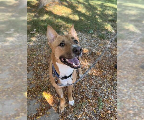 Medium Photo #2 German Shepherd Dog-Unknown Mix Puppy For Sale in Aurora, IL, USA
