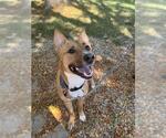 Small #1 German Shepherd Dog Mix