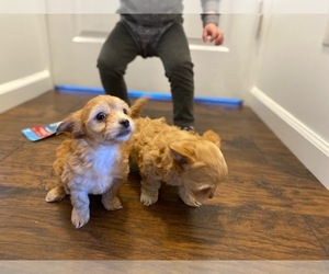 Maltese-Poodle (Toy) Mix Puppy for sale in BLACK FOREST, CO, USA