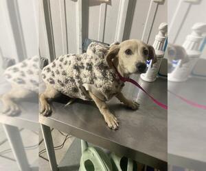 Chihuahua Dogs for adoption in Bakersfield, CA, USA