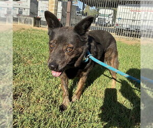 Mutt Dogs for adoption in Riverside, CA, USA