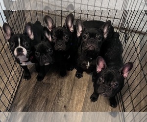 French Bulldog Puppy for sale in HOUSTON, TX, USA