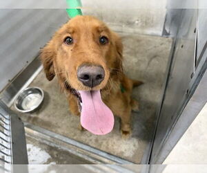 Labrador Retriever Dogs for adoption in San Bernardino, CA, USA