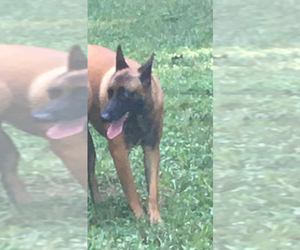 Father of the Belgian Malinois puppies born on 10/28/2021