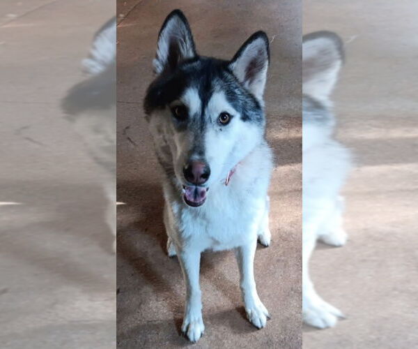 Medium Photo #3 Siberian Husky-Unknown Mix Puppy For Sale in Cookeville, TN, USA