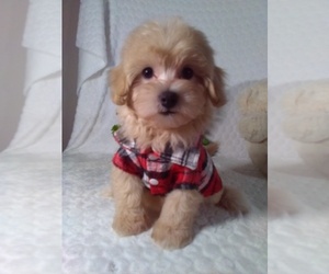 Bichpoo Puppy for Sale in SUGARCREEK, Ohio USA