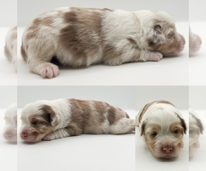 Miniature Australian Shepherd Puppy for sale in BROOKER, FL, USA