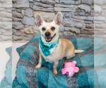 Small Photo #6 Jack Russell Terrier-Unknown Mix Puppy For Sale in Kennesaw, GA, USA
